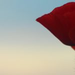 Poppies are a common Remembrance Day symbol.