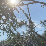 Spider web in sunshine
